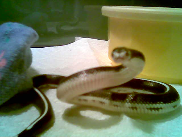 Striped California Kingsnake