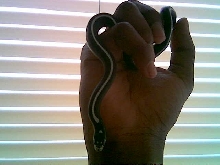 Striped California Kingsnake
