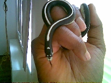 Striped California Kingsnake