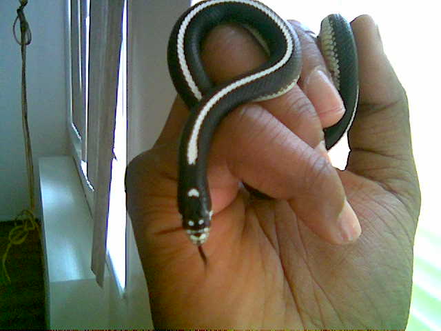Striped California Kingsnake
