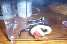 Striped California Kingsnake