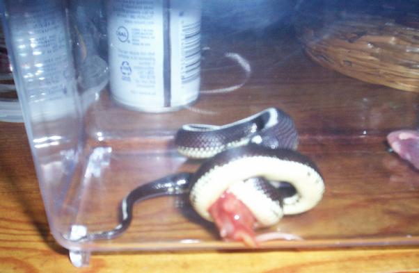 Striped California Kingsnake