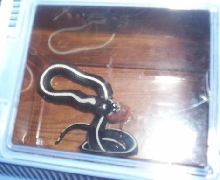 Bloody Striped California Kingsnake