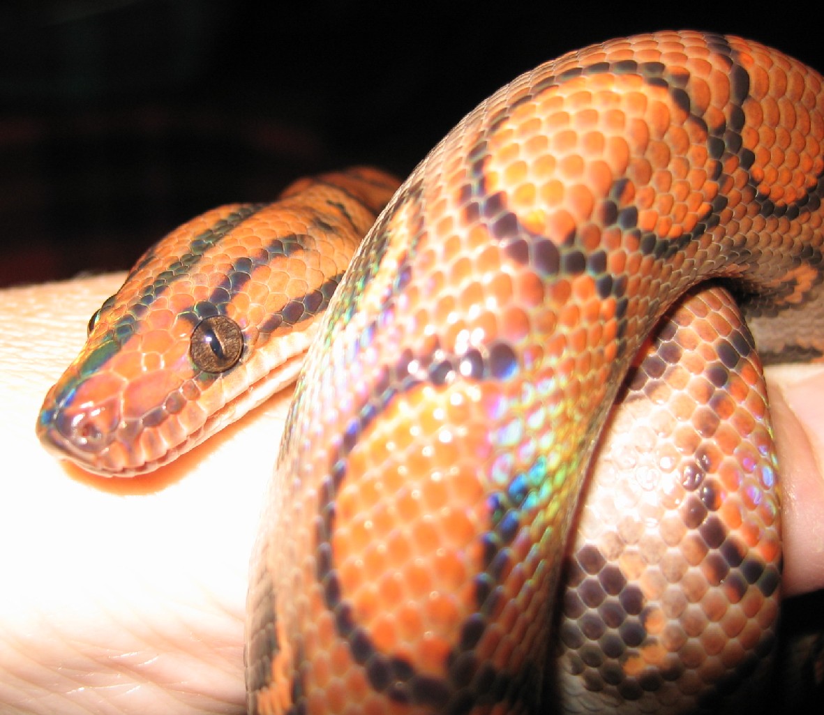 Loki closeup June 2008