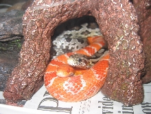 My corn snakes