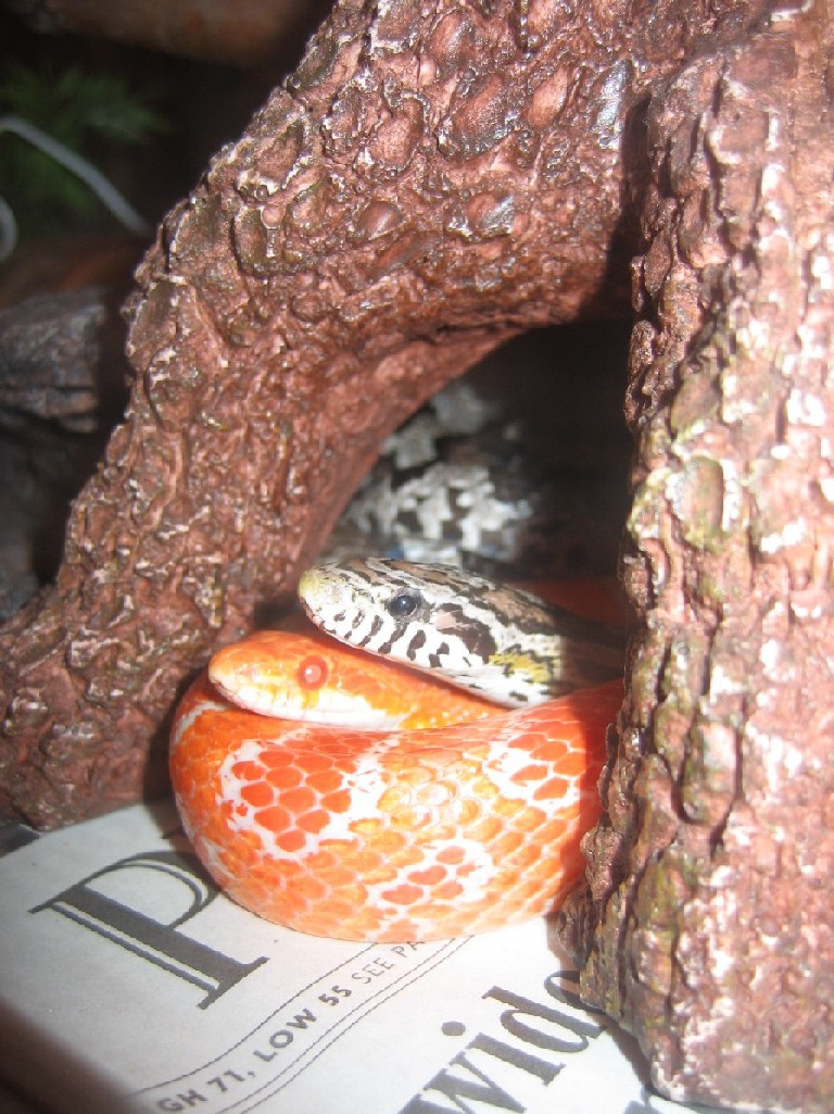 Foxfire and Daguerre Closeup