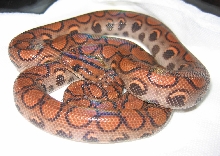 Loki, my BRB