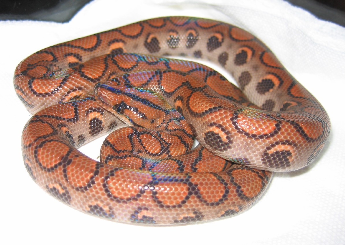 Loki, my BRB