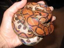 Loki the Ball Boa