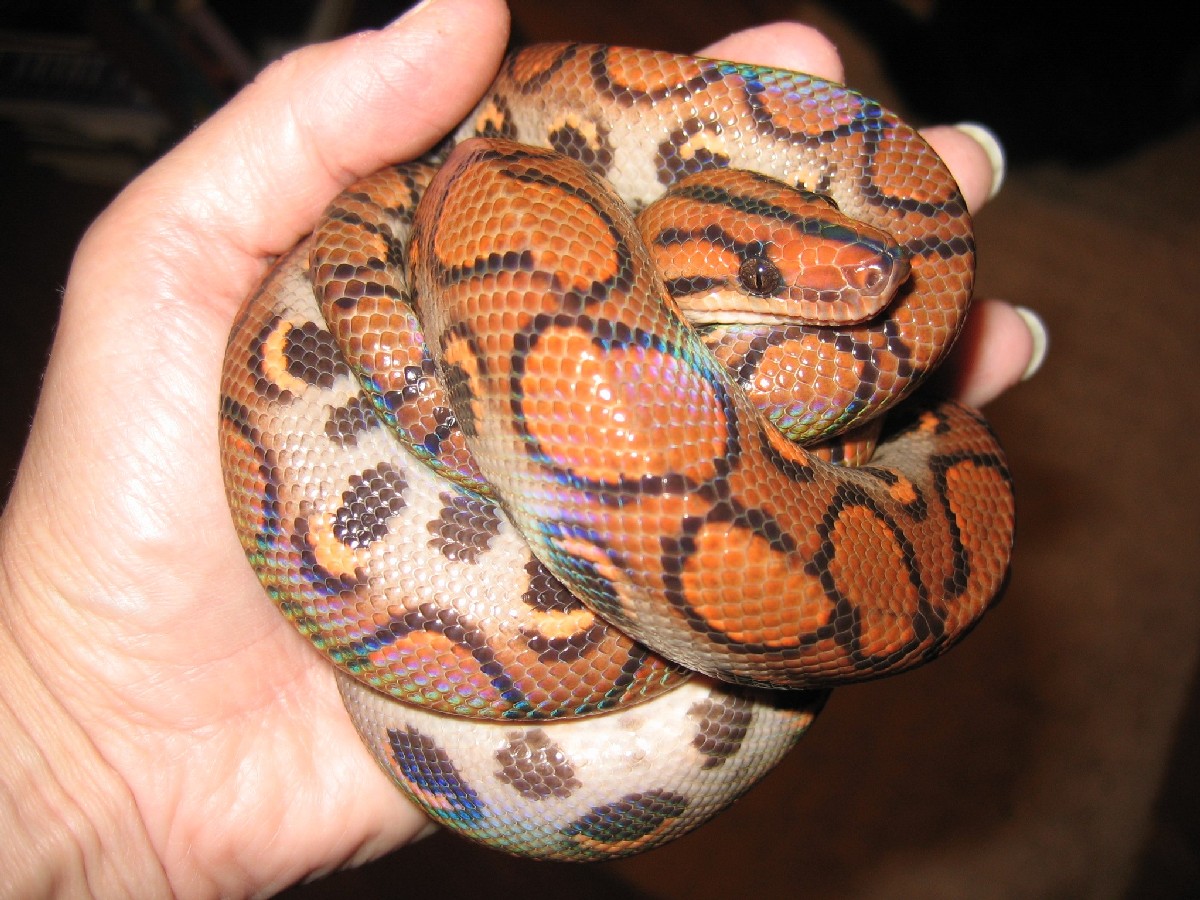 Loki the Ball Boa