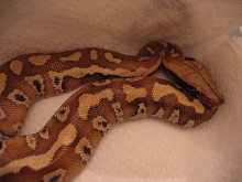 Rollo in his first tub, no flash