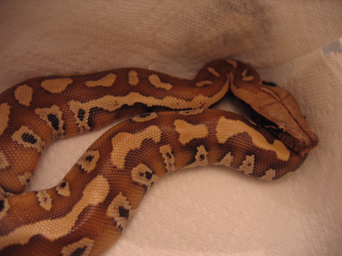 Rollo in his first tub, no flash