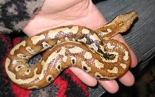 Rollo the Baby Blood