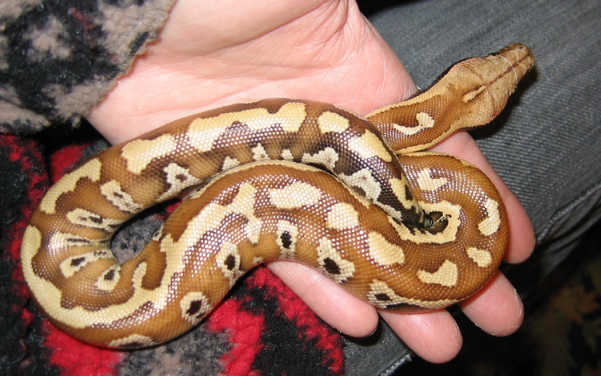 Rollo the Baby Blood