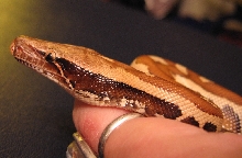 Rollo the Baby Blood, Head Shot