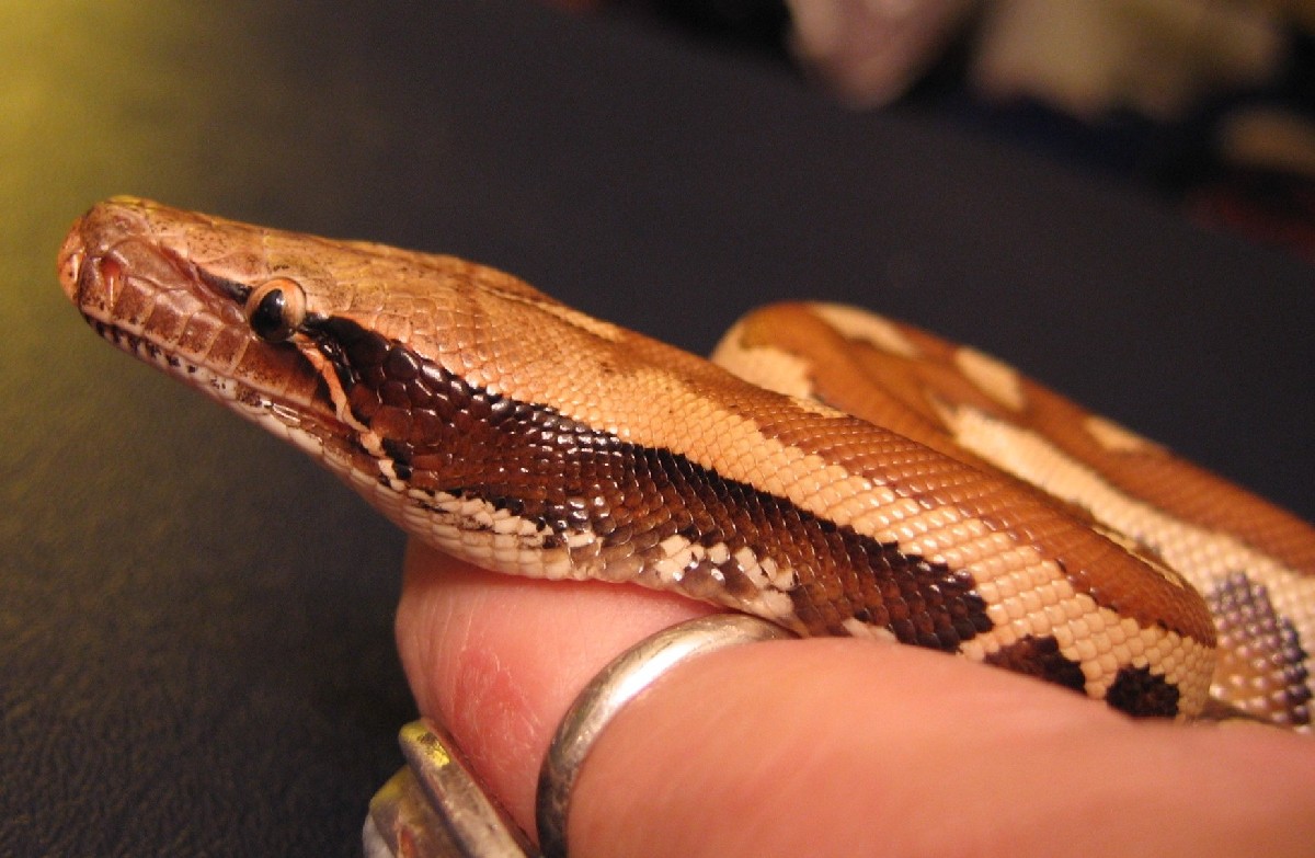 Rollo the Baby Blood, Head Shot