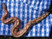 Rollo the Blood Python