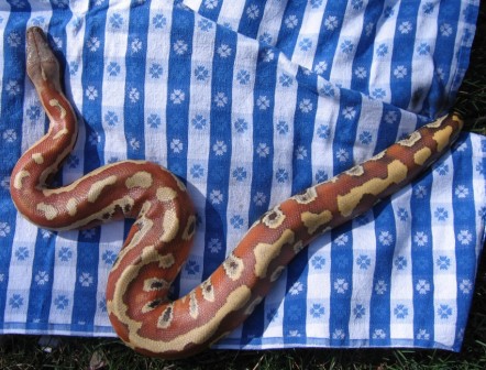 Rollo the Blood Python