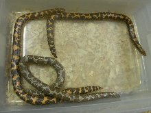 Female KSBoas