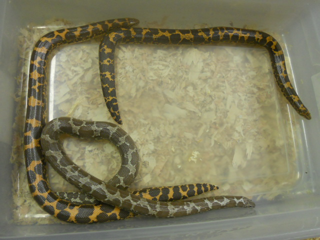 Female KSBoas