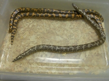 Female KSBoas