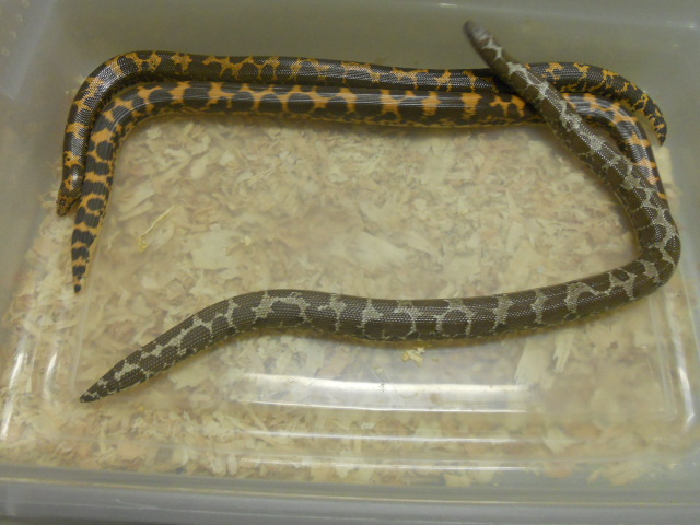 Female KSBoas