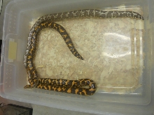 KSBoas