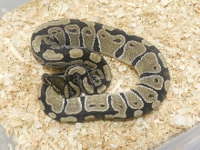 Light colored female