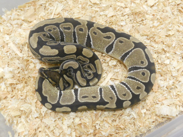 Light colored female