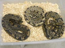 2009 females with flash