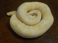 2008 Albino in shed