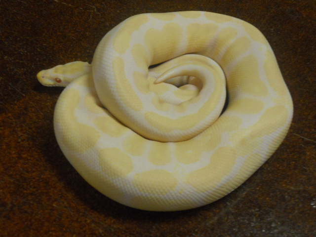 2008 Albino in shed