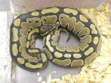 100% het for Albino 2010