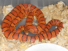 08 okeetee female