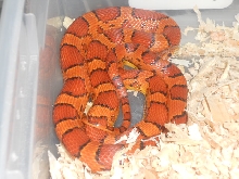 08 okeetee female 2