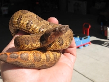 viper boas