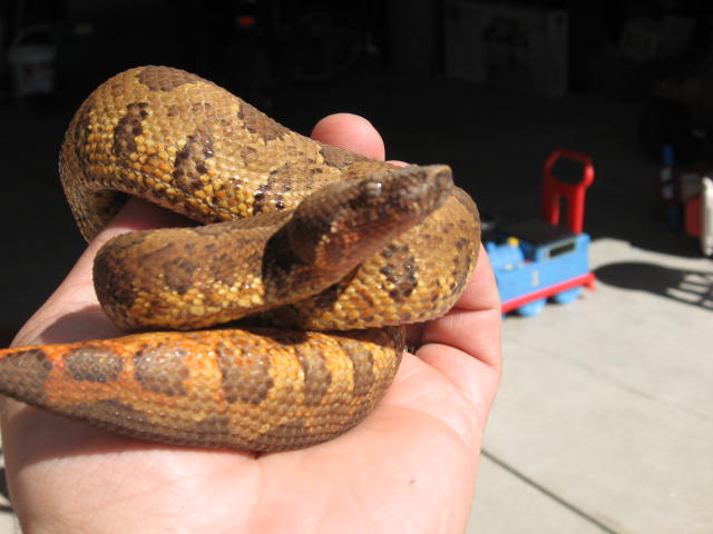 viper boas