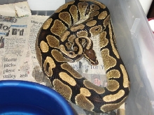 NORMAL FEMALE