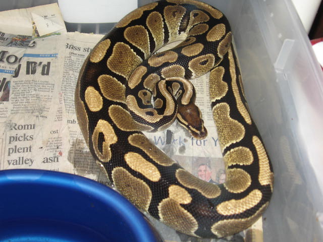 NORMAL FEMALE