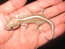 panther gecko