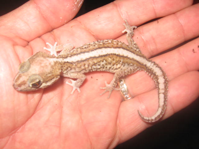 panther gecko