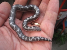 Anery Kenyan Sand Boa