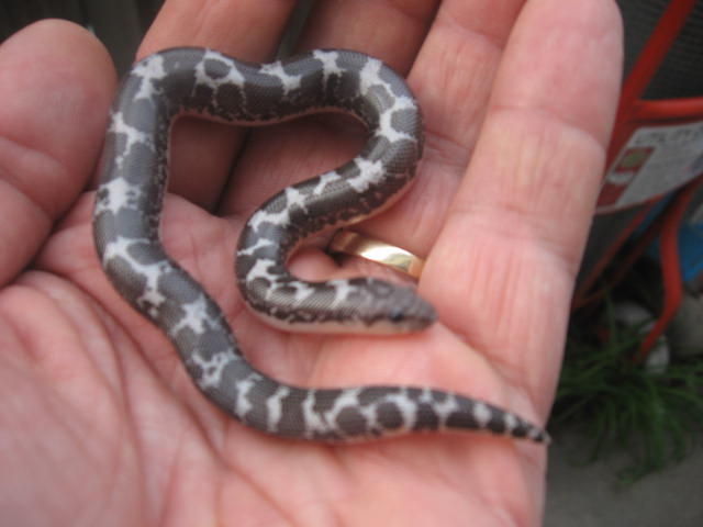 Anery Kenyan Sand Boa