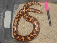 500 gram gravid kenyan