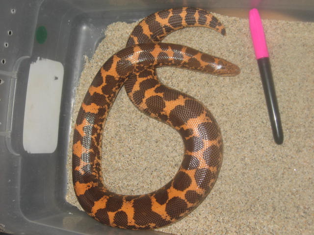 500 gram gravid kenyan
