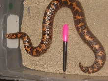 400 gram poss. gravid ksb