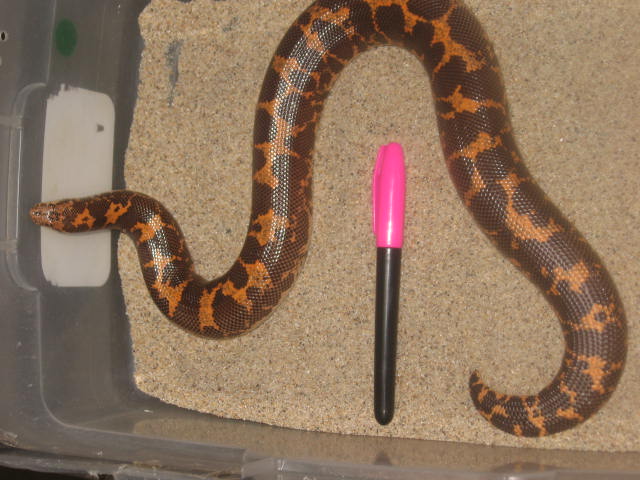 400 gram poss. gravid ksb