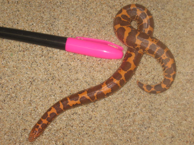 Beautiful colored male yerling