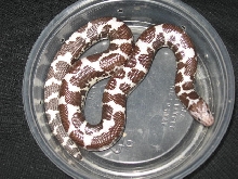 High white yearling male