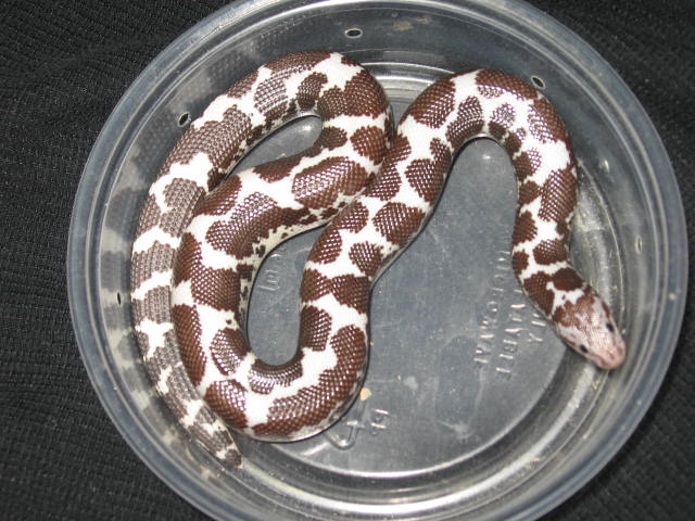 High white yearling male